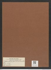 Chaetoceros socialis Lauder (de-Toni-Nr.: Genus 149, Species 4133) Zeichnungen Sammlung Grunow Mappe 04136 (Herbarium_W_Grunow_drawings_Folder_04136)